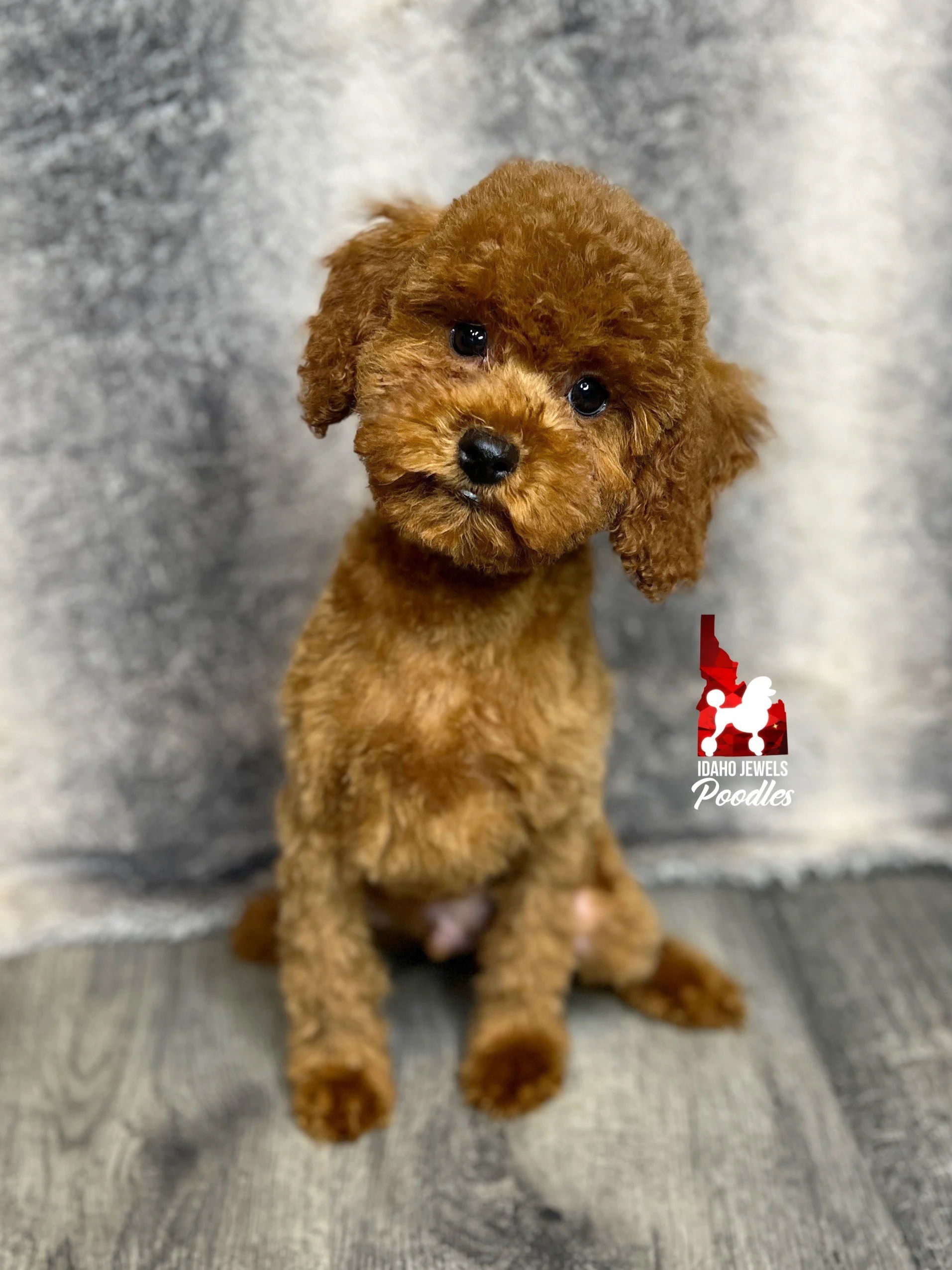 Teddy bear mini sales poodle